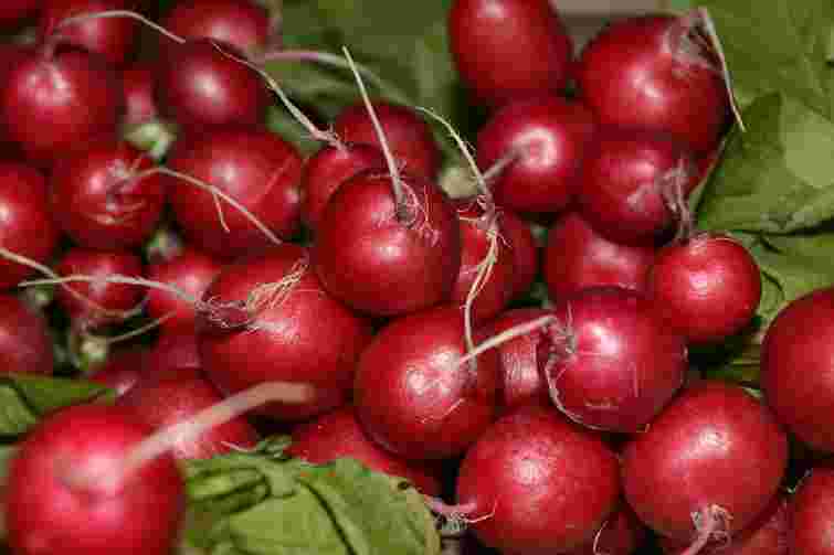 Хрумкі і швидкорослі: 9 найкращих сортів редиски, які дадуть щедрий урожай