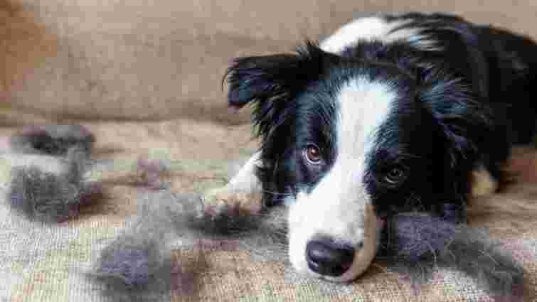 Природний процес чи причина поїхати до ветеринара: чи линяють цуценята