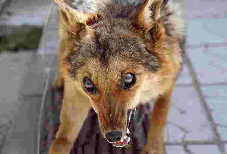 Скажений собака напав на власницю, ветеринара та інтерна на Тернопільщині