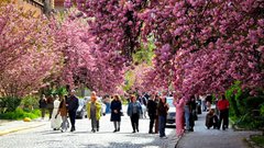 На час фестивалю сакури в Ужгороді перекрили центральну вулицю