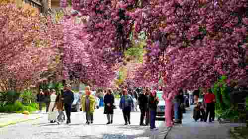 На час фестивалю сакури в Ужгороді перекрили центральну вулицю