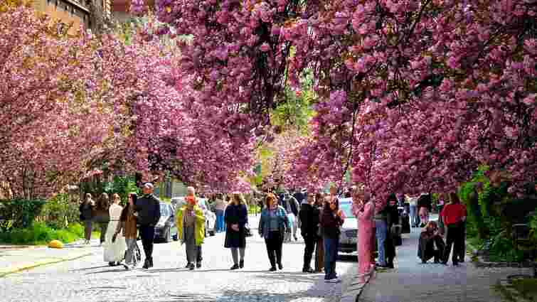 На час фестивалю сакури в Ужгороді перекрили центральну вулицю