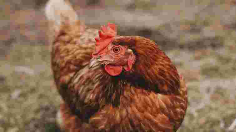 Час міняти раціон і прибирати: як підвищити несучість курей навесні