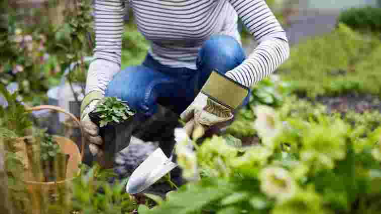 Не проґавте: найкращі дати посівного календаря для робіт в саду й на городі після 20 квітня