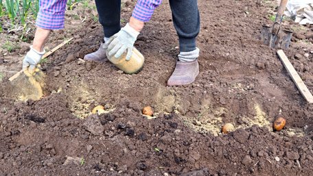 Працюють вже з першого дня: які найкращі добрива для картоплі додати в лунку