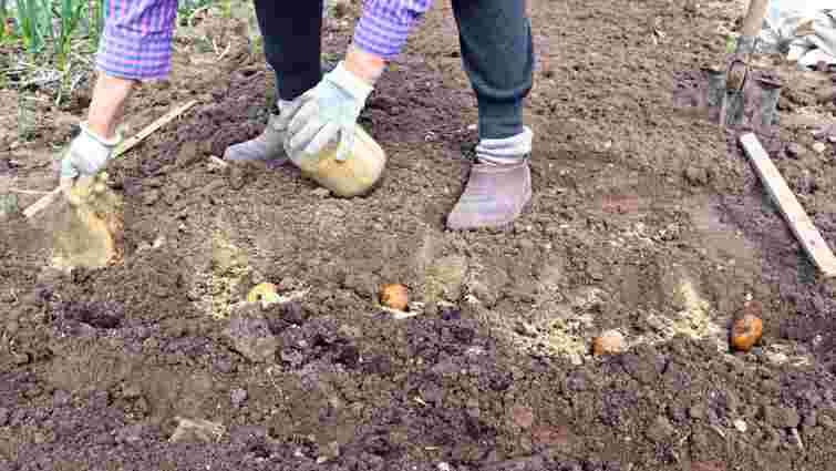 Працюють вже з першого дня: які найкращі добрива для картоплі додати в лунку