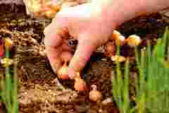 Шніт, шалот, порей: 5 видів цибулі, які варто посадити навесні цього сезону