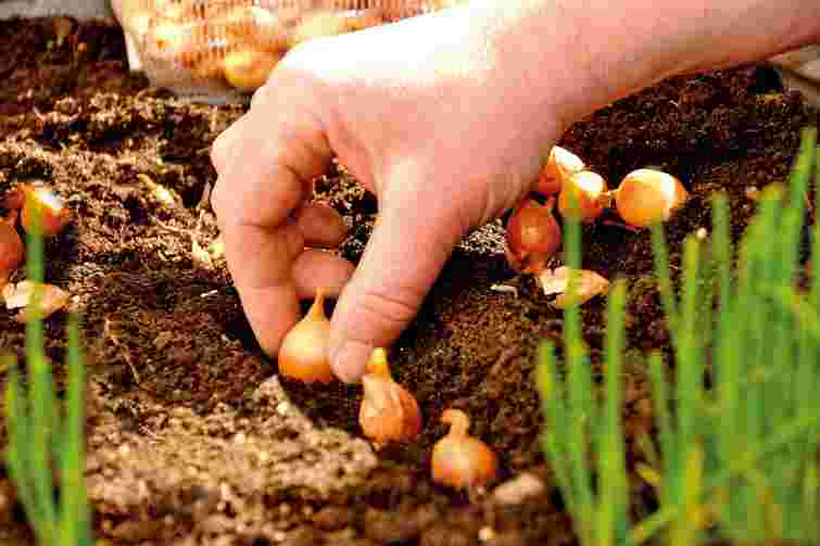 Шніт, шалот, порей: 5 видів цибулі, які варто посадити навесні цього сезону