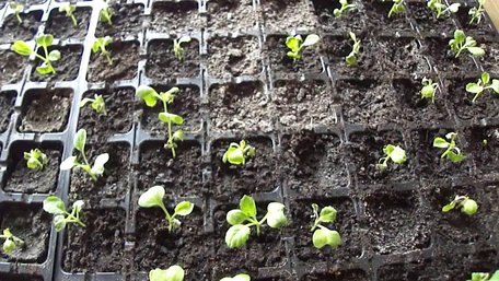 Виправте це негайно: 8 критичних помилок, через які ваша розсада гине