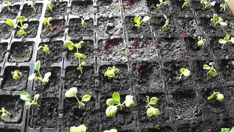 Виправте це негайно: 8 критичних помилок, через які ваша розсада гине