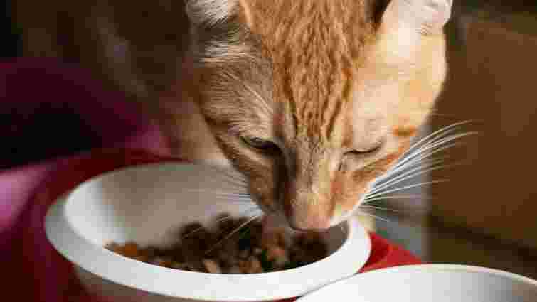 Це сигнал: 5 простих і серйозних причин, чому ваш кіт не їсть сухий корм