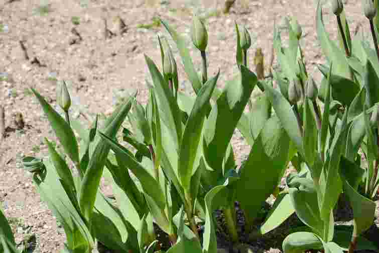 Листки ростуть, але квітів нема: що сталося з тюльпанами і як повернути їм цвітіння