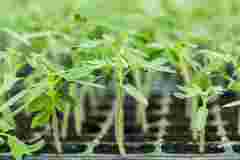 Після пікірування помідори слабшають: чим підгодувати розсаду для швидкого росту