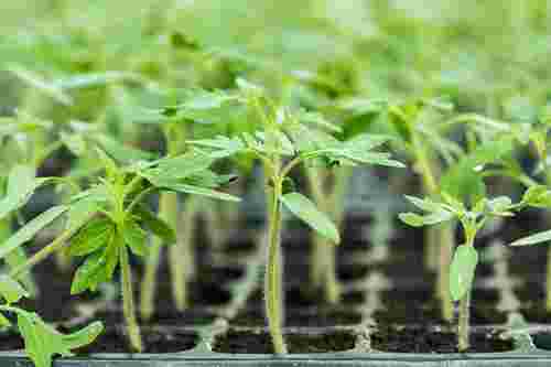 Після пікірування помідори слабшають: чим підгодувати розсаду для швидкого росту