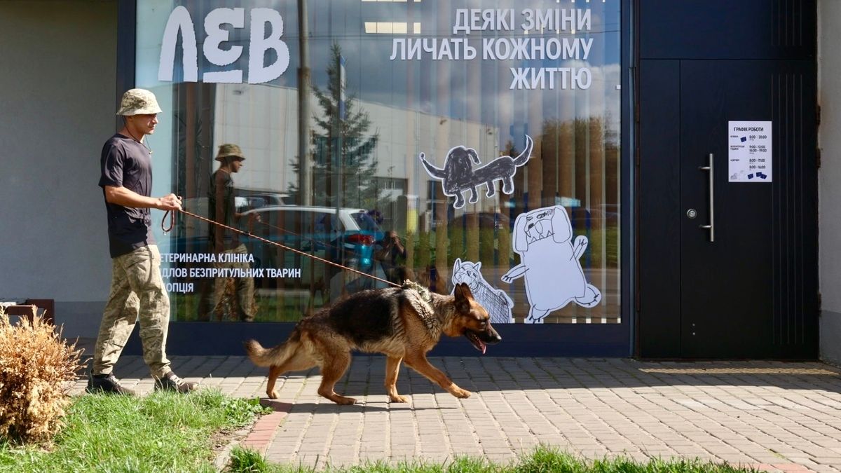 Банк крові для котів розпочав роботу у Львові