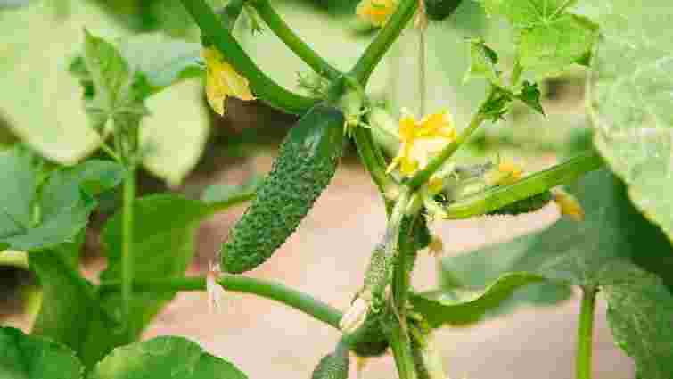 Врятуйте свій урожай: чому огірки стають гіркими і як це виправити