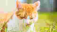 Просто смачно чи ще й корисно: як зрозуміти, чому кіт їсть траву