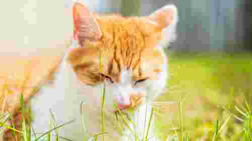Просто смачно чи ще й корисно: як зрозуміти, чому кіт їсть траву