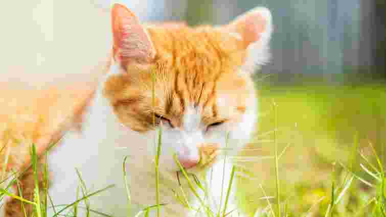 Просто смачно чи ще й корисно: як зрозуміти, чому кіт їсть траву