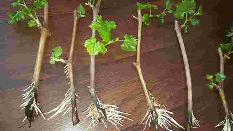 Не перетримайте: як довго укорінювати живці винограду у воді та коли пора садити