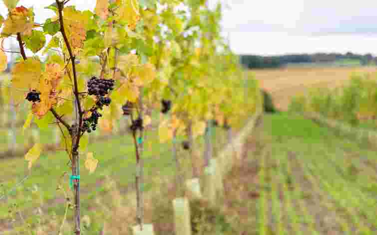 Виноград для новачків: 9 перевірених витривалих сортів, які варто посадити
