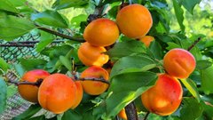 Абрикоси без ризику: 5 найкращих сортів, що не страждають від приморозків