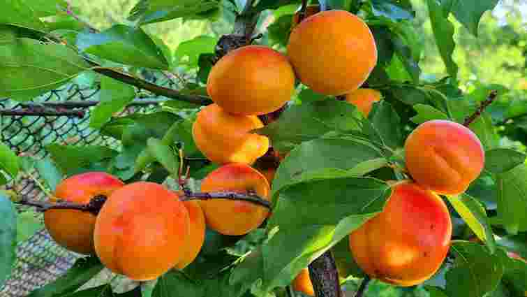 Абрикоси без ризику: 5 найкращих сортів, що не страждають від приморозків