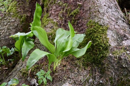 Помилка може коштувати вам життя: як відрізнити черемшу від чемериці