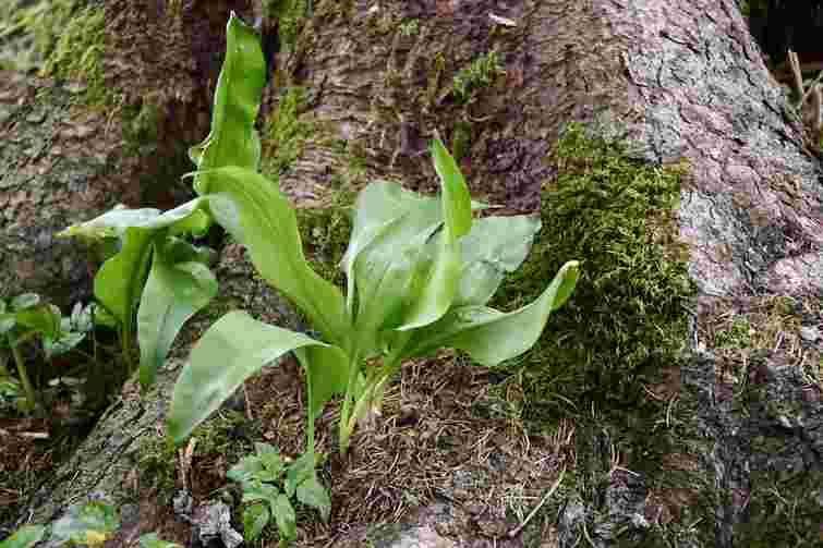 Помилка може коштувати вам життя: як відрізнити черемшу від чемериці