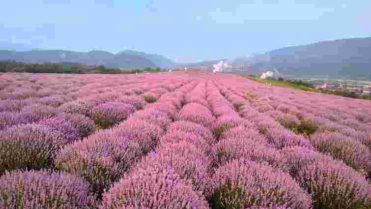 На Закарпатті розгорівся скандал довкола Лавандової гори