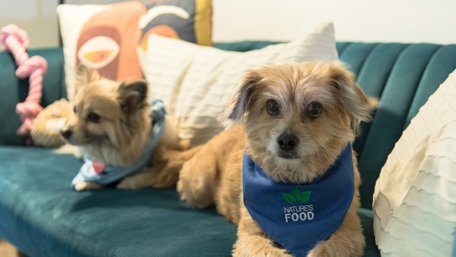 Без складних засобів: що зробити, щоб позбутися запаху тварин у домі