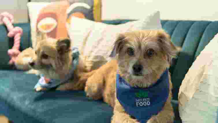 Без складних засобів: що зробити, щоб позбутися запаху тварин у домі