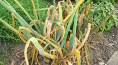 Вам знадобиться звичайна кава: чому цибуля жовтіє і як це виправити