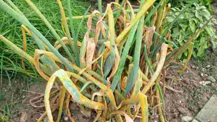 Вам знадобиться звичайна кава: чому цибуля жовтіє і як це виправити