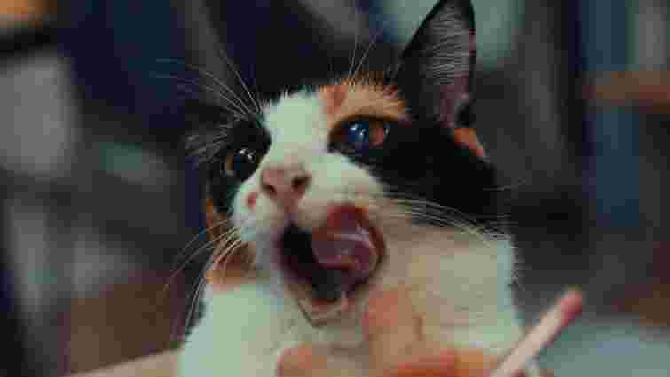 Потрібен час і багато терпіння: як привчити кота до чищення зубів