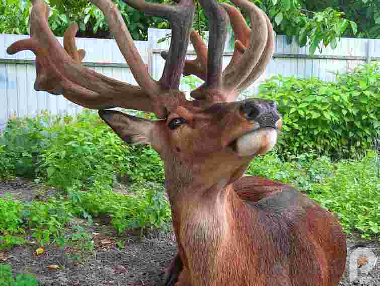 Мешканку Рівненщини позбавили водійських прав за наїзд на відомого оленя Бориса