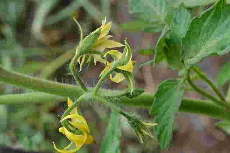 Немає бджіл – не проблема: як імітувати процес запилення рослин самостійно
