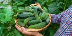 Огірки для початківців: 5 сортів, які завжди дають щедрий врожай