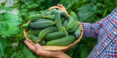 Огірки для початківців: 5 сортів, які завжди дають щедрий врожай