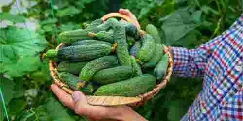 Огірки для початківців: 5 сортів, які завжди дають щедрий врожай