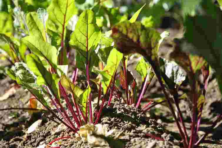 Буряк виросте дуже солодкий: простий розчин, який здивує вас результатом