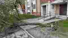 Сильний буревій у Львові повалив дерева і спричинив ускладнення руху транспорту