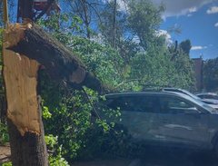 Через падіння дерева на Закарпатті загинув чоловік