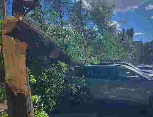 Через падіння дерева на Закарпатті загинув чоловік