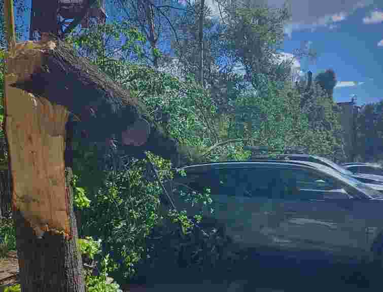 Через падіння дерева на Закарпатті загинув чоловік