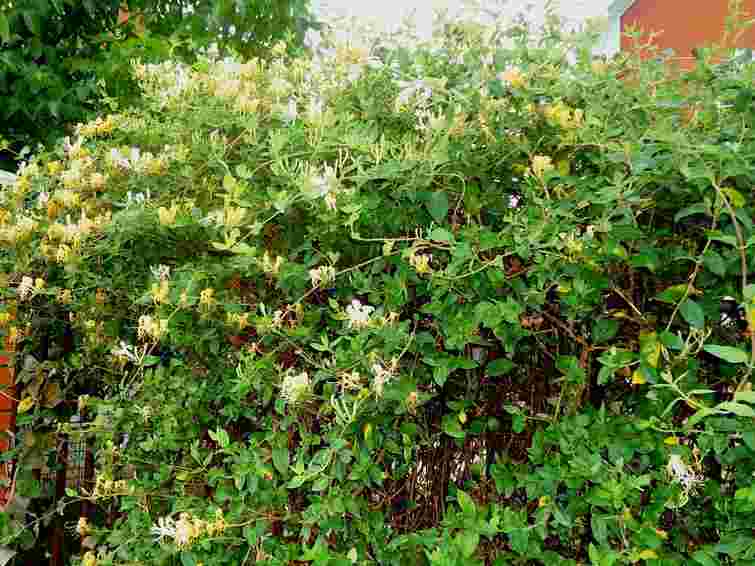 Забудьте про туї: ідеальний кущ для красивого двору без клопоту