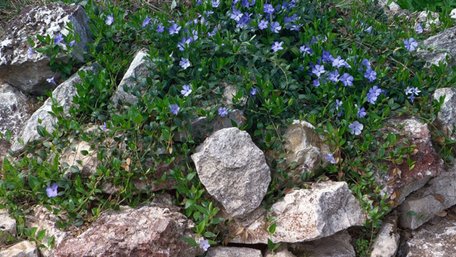 Ці рослини витісняють усі бур’яни: 5 найдієвіших варіантів для клумби