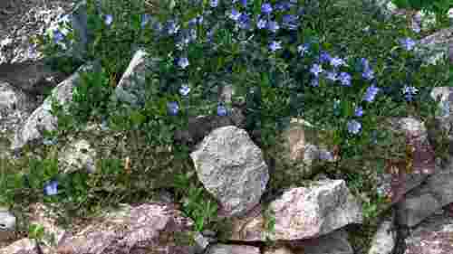 Ці рослини витісняють усі бур’яни: 5 найдієвіших варіантів для клумби