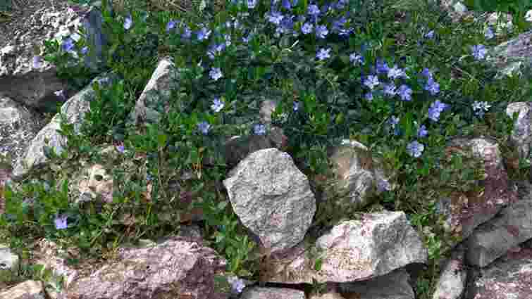 Ці рослини витісняють усі бур’яни: 5 найдієвіших варіантів для клумби