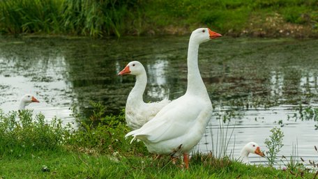 Швидко ростуть і набирають вагу: які породи гусей найпопулярніші серед українських фермерів